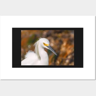 snowy egret portrait Posters and Art